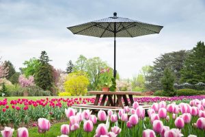 Poly picnic table with an umbrella in a tulip field.