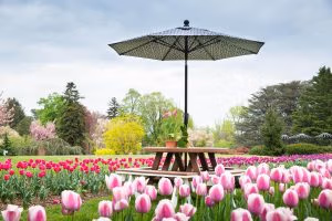 poly 48 inch round garden table with an umbrella and 40 inch curved garden benches in a tulip field